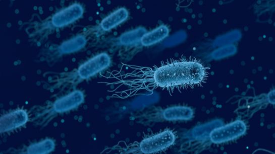 Probiotyki i antybiotyki w walce z bakteriami foto: pixabay
