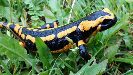 Człowiek jak salamandra? foto pixabay